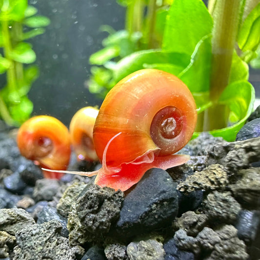 Ramshorn Snail – Red