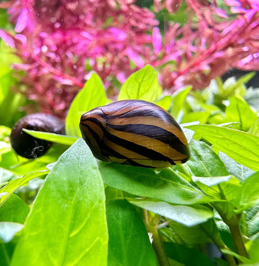 Zebra Nerite Snail