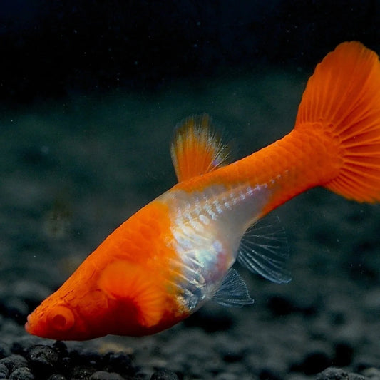 Koi Red Ear guppy