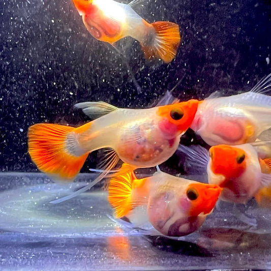 Koi Short glassbelly guppy ribbon