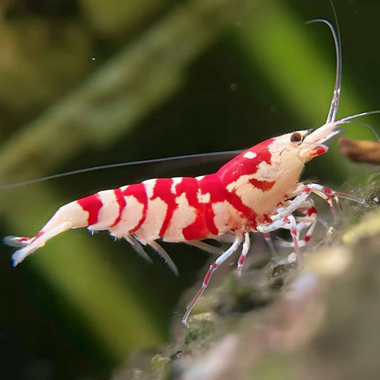 Red Fancy Tiger Shrimp
