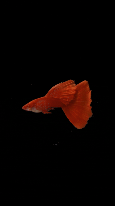 Albino Full Red Guppy