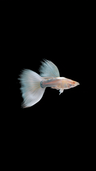 Albino Full White Guppy
