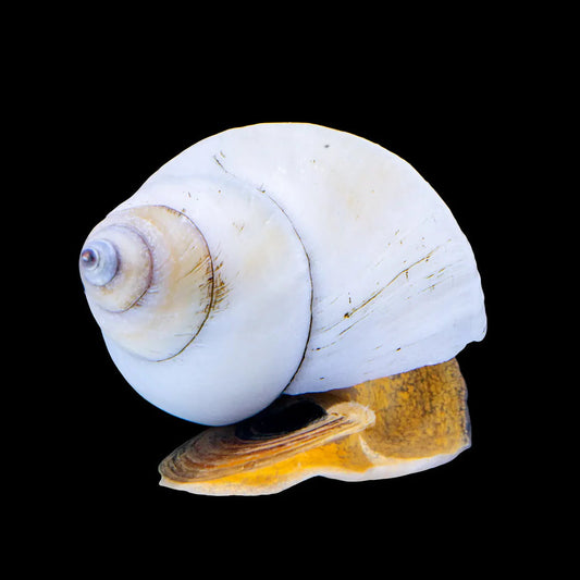 White Wizard Snail