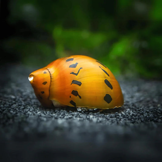 Tiger Nerite Snail