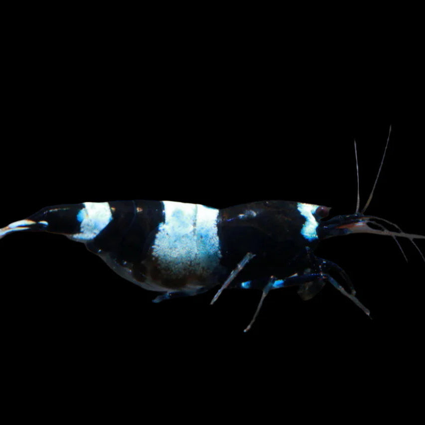 Panda Shrimp