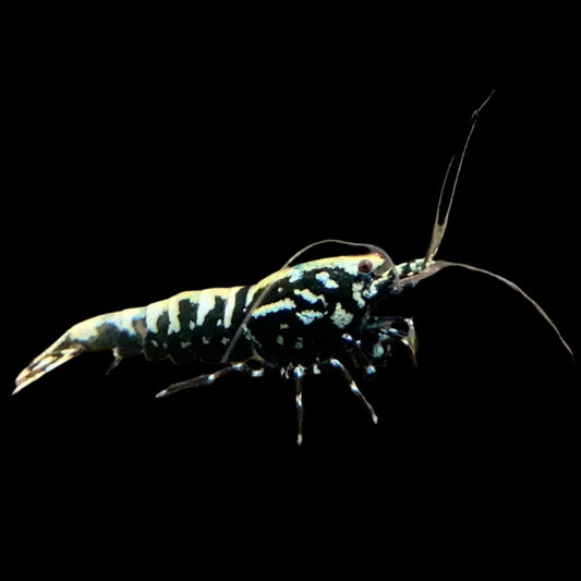 Galaxy Fishbone Shrimp