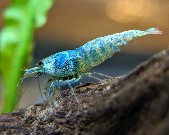 Taiwan Bee Shrimp