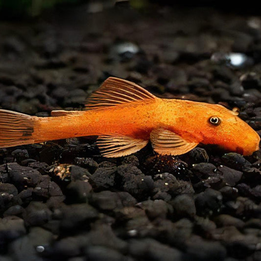 Super Red Bristlenose Pleco