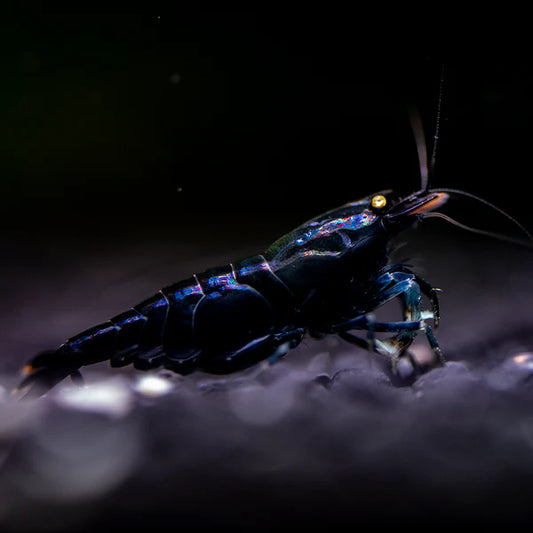 Orange Eye Black Tiger Shrimp