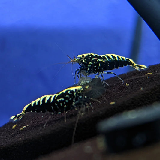 Galaxy Fishbone Shrimp