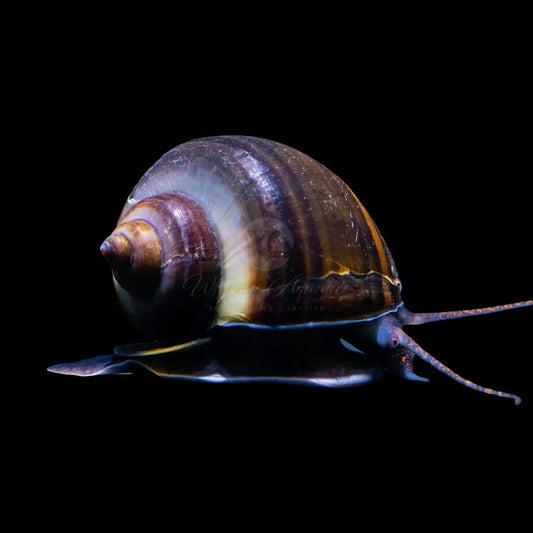 Mystery Snail – Black