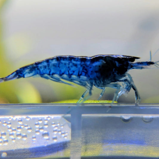 Blue Dream Shrimp