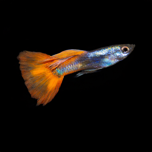 Platinum Red Guppy