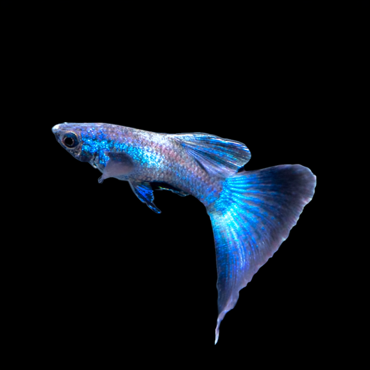 Moscow Blue Guppy