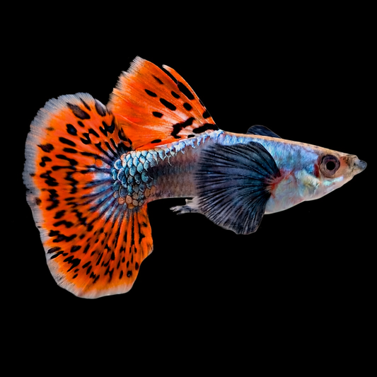 Dumbo Mosaic Guppy