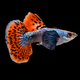Dumbo Mosaic Guppy