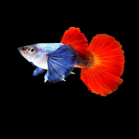 Dumbo Ear Platinum Guppy