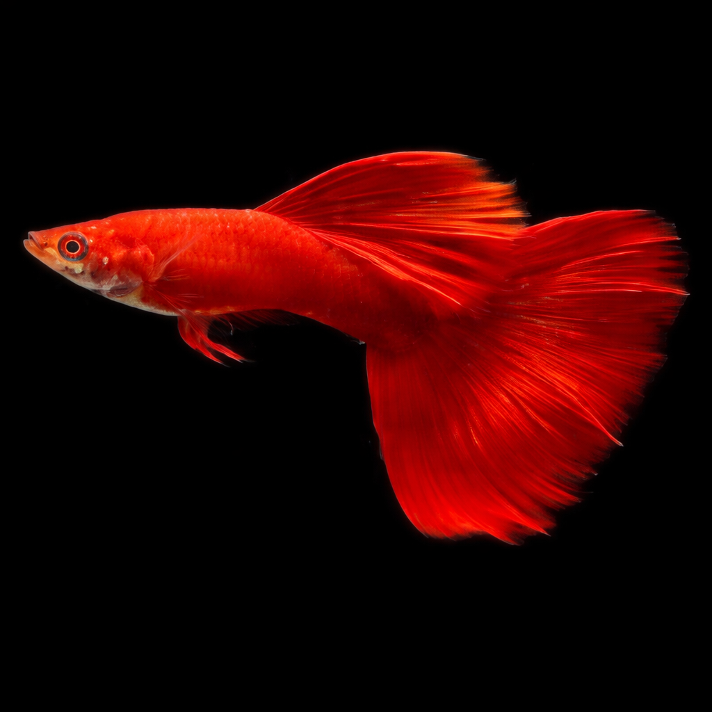 Moscow Red Guppy
