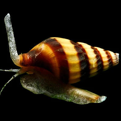 Assassin Snail