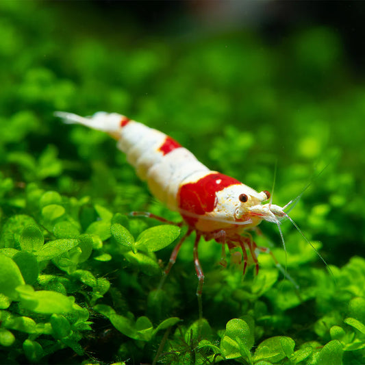 Crystal Red Shrimp