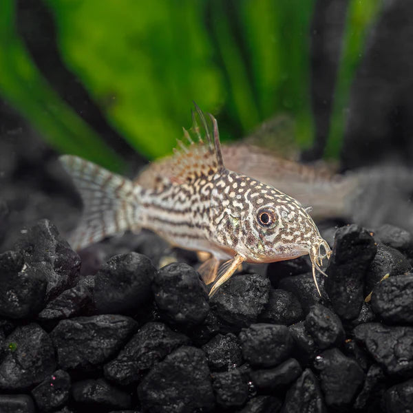 Sterbai Cory