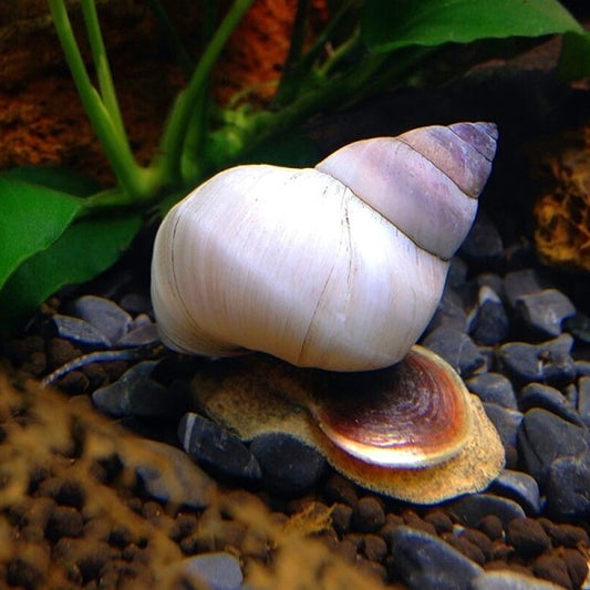 White Wizard Snail