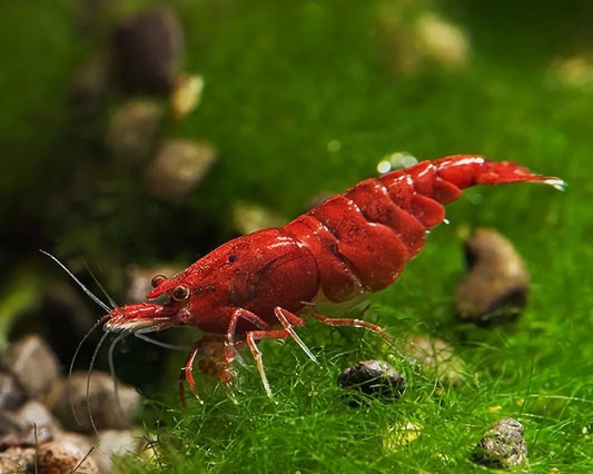 Fire Red Shrimp