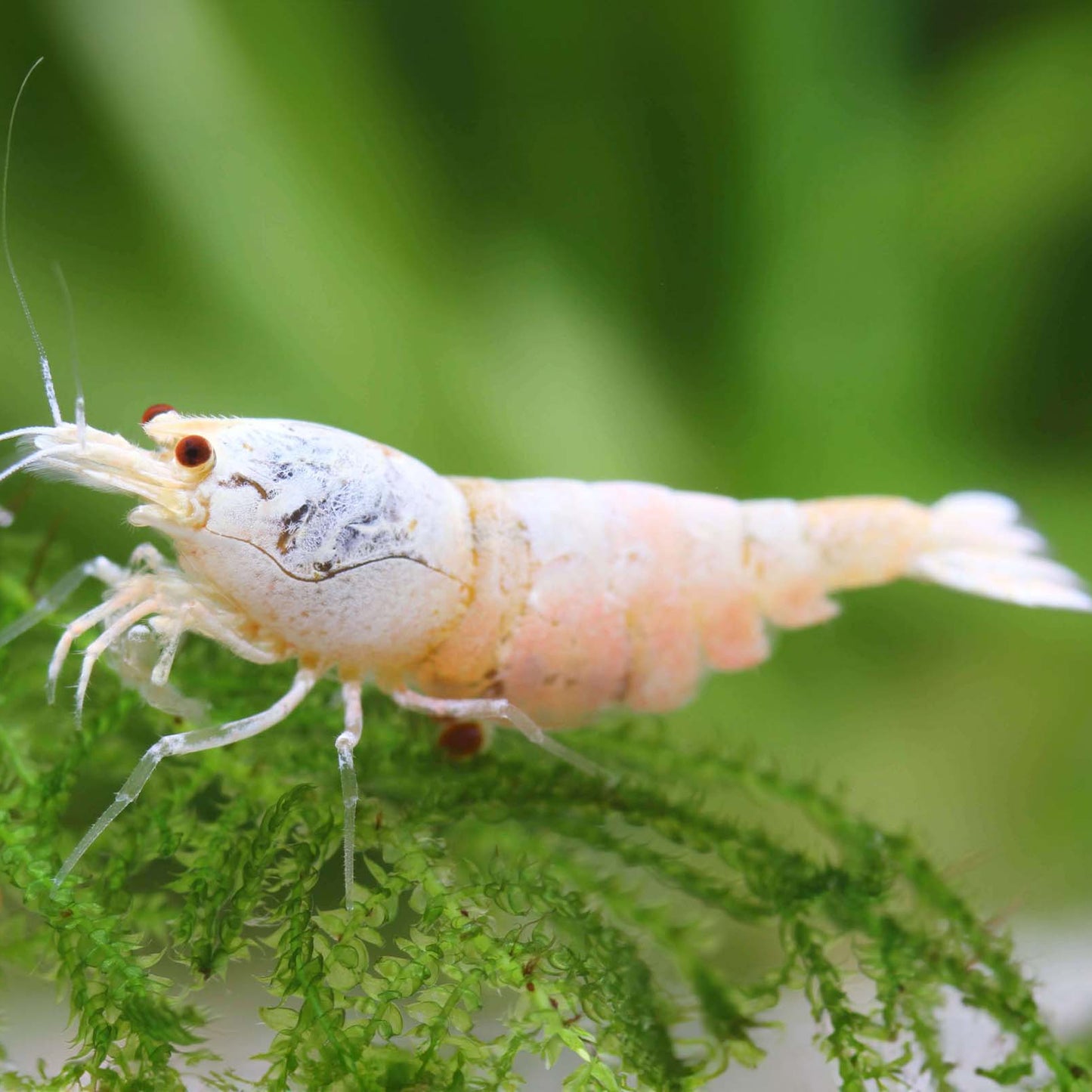 Snow White Shrimp