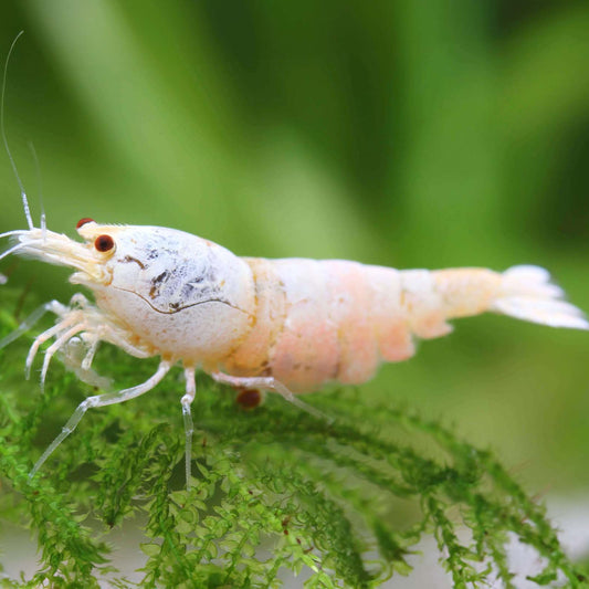 Snow White Shrimp