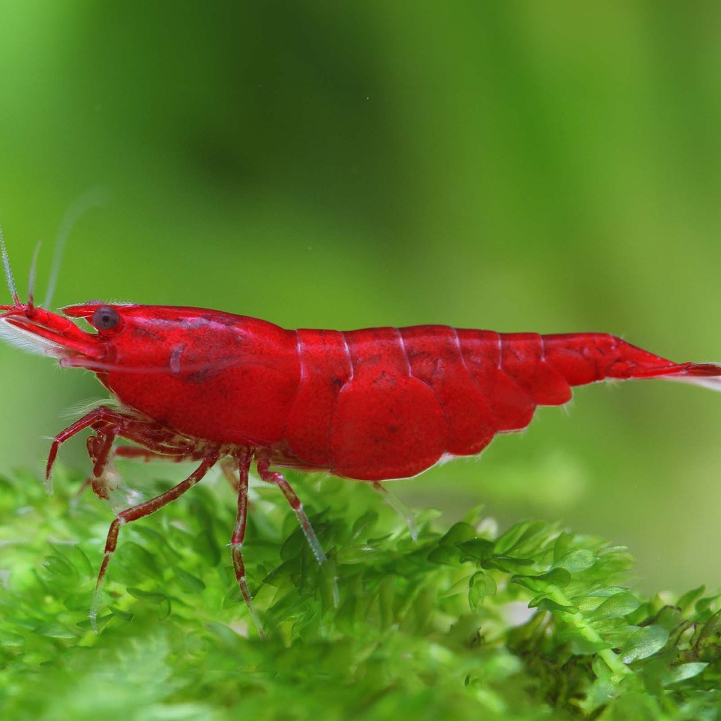 Bloody Mary Shrimp