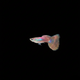 Pink Grass Guppy