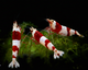 Red Bee Shrimp
