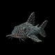 L066 Hypancistrus Pleco