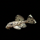 L264 Sultan Pleco