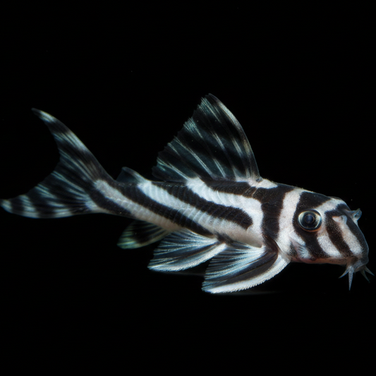 L046 Zebra Pleco