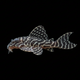 L333 King Tiger Pleco