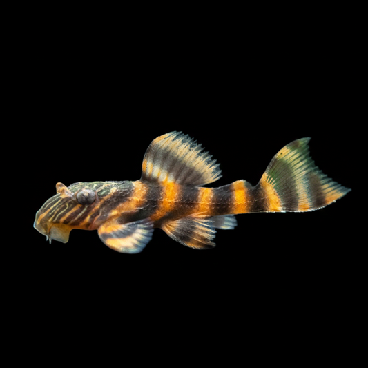 L397 Alenquer Tiger Pleco