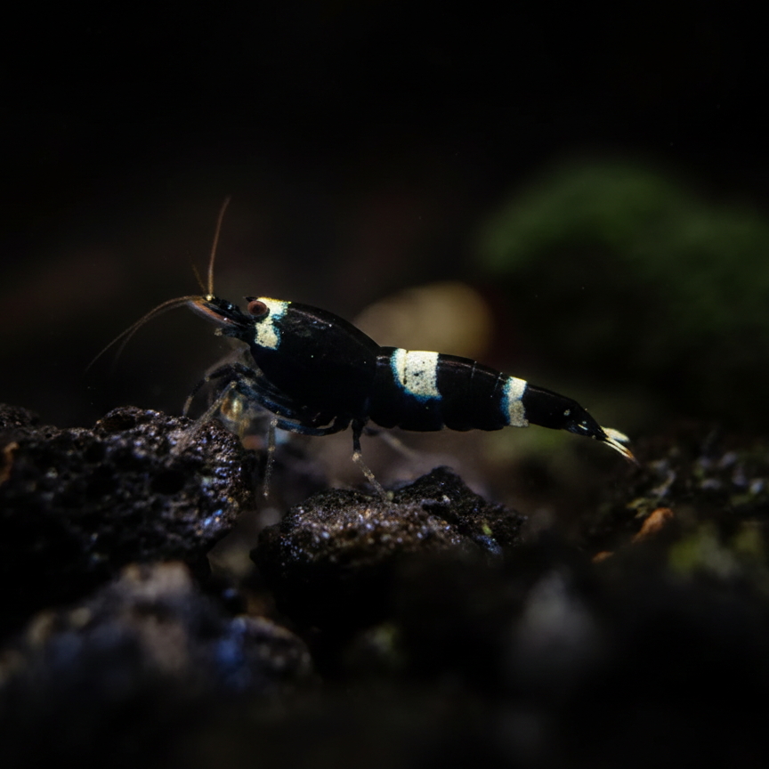 Assorted Caridina Shrimp