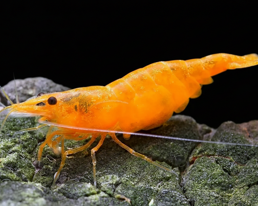 Orange Sakura Shrimp