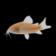 Albino Cory
