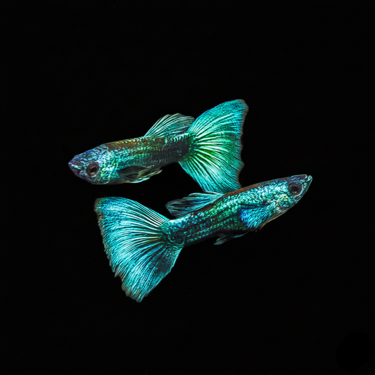 Neon Green Guppy