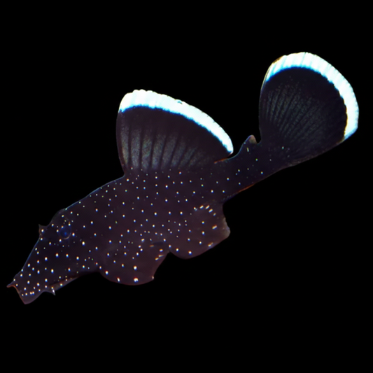 L183 Starlight Pleco