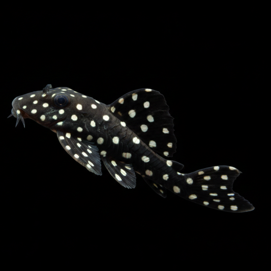 L600 Snowball Pleco