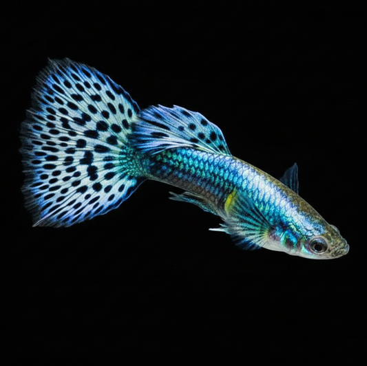 Purple Ivory Mosaic Guppy