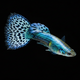 Purple Ivory Mosaic Guppy