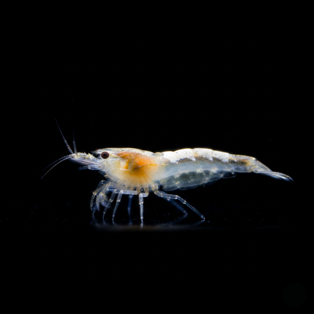 Snowball Shrimp