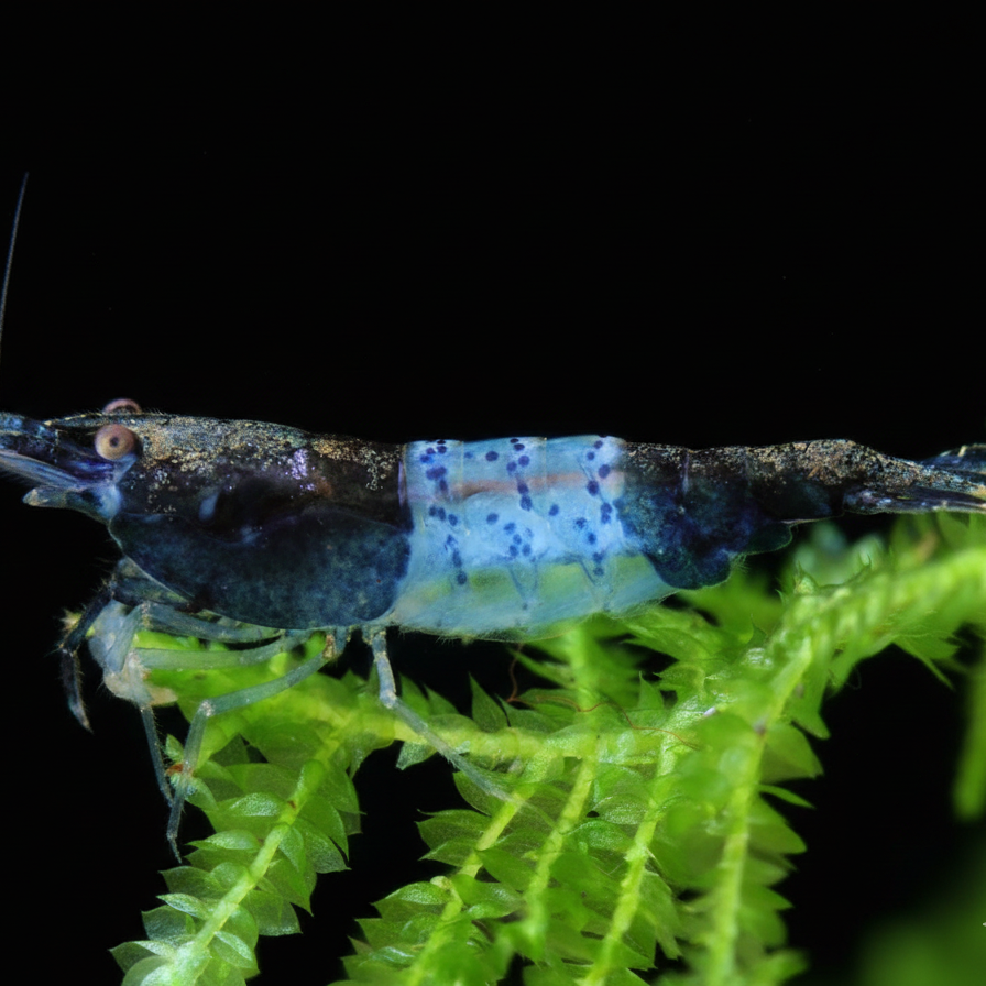 Carbon Rili Shrimp