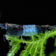 Carbon Rili Shrimp