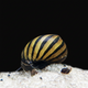 Zebra Nerite Snail